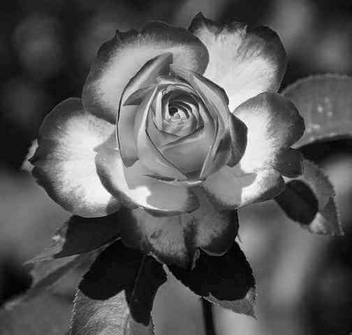 grayscale_rose